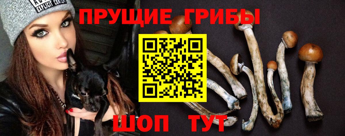 Галлюциногенные грибы Psilocybine cubensis Красноярск